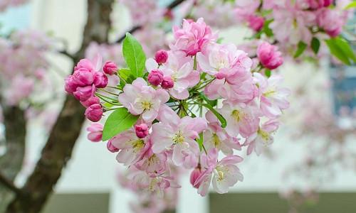 Malus, Crabapples, Crab Apples, Spring Flowering Trees, Disease resistant Crabapples, spring flowers, pink flowers, White flowers, Fragrant Trees